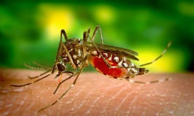 ilustracja do artykułu Sprawdzone sposoby na swędzenie po ugryzieniu komara!